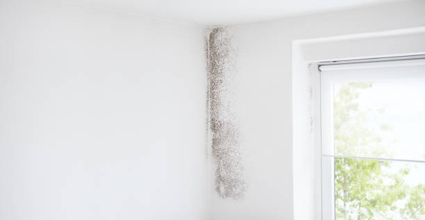 Reliable Sparta, MO Mold Removal Solutions
