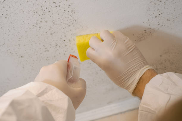Best Asbestos and Lead Testing During Mold Inspection  in Sparta, MO