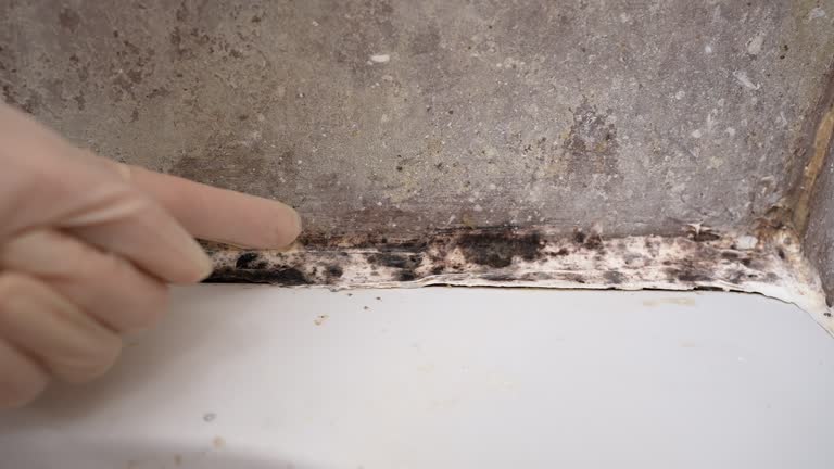 Best Black Mold Removal  in Sparta, MO